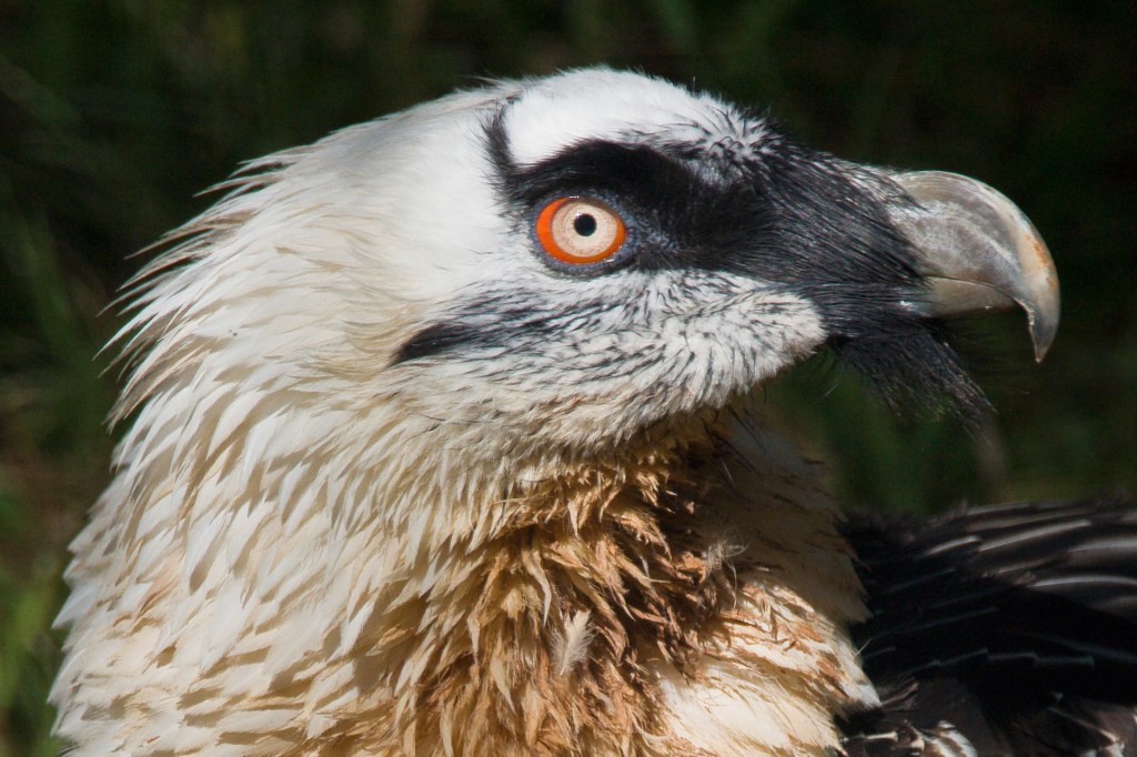 Off Topic the CULTURE VULTURE