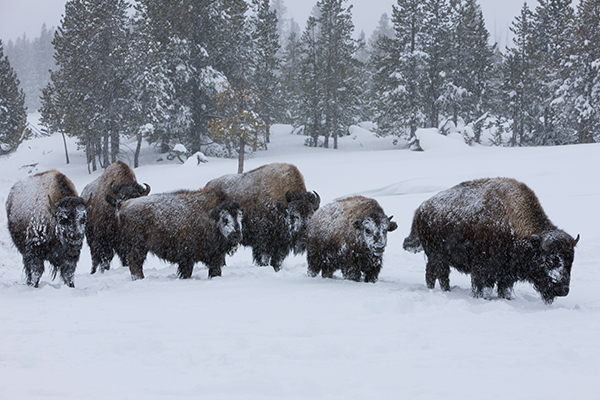 Buffalo Bisons on X: No surprise here #Bisons 3B Vladimir