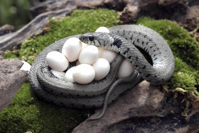 TIME for Kids | From Egg to Animal