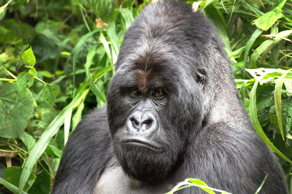 Joe, Joe The Gorilla Born in 1963, Joe is one of the older …