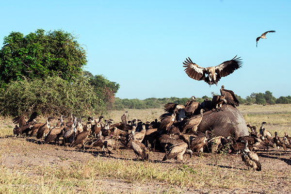 African vultures follow the dead, not the herd