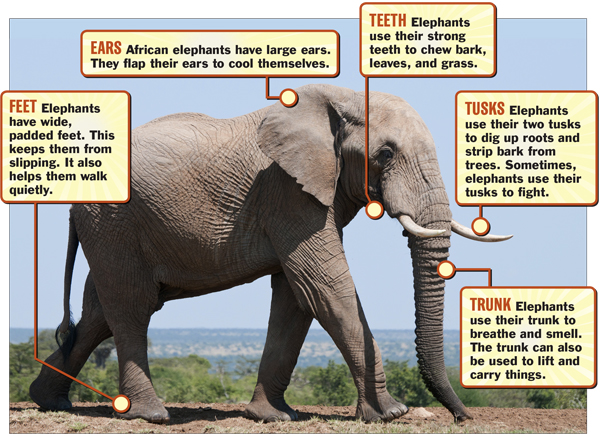 Elephant body language 101 – a guide for beginners - Africa Geographic