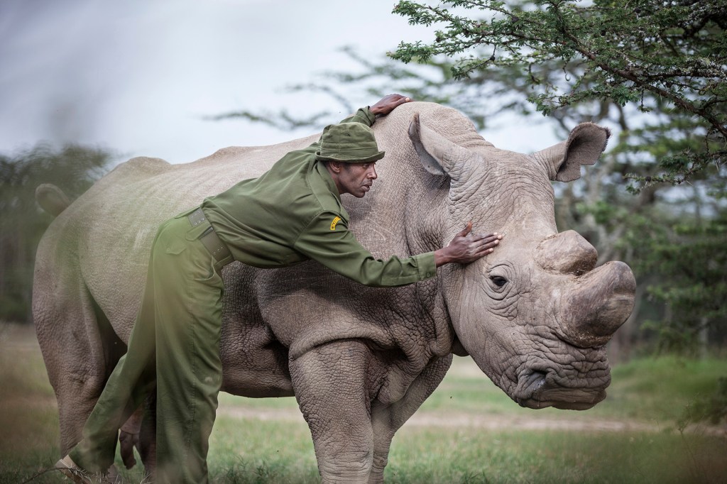 A ranger cares for the last male northern rhino.