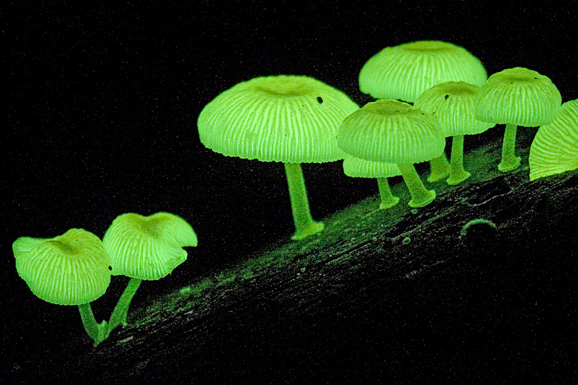 Гнилушки источник света. Мицена хлорофос гриб. Mycena LUXAETERNA. Биолюминесцентные грибы Mycena chlorophos. Гриб гнилушка.