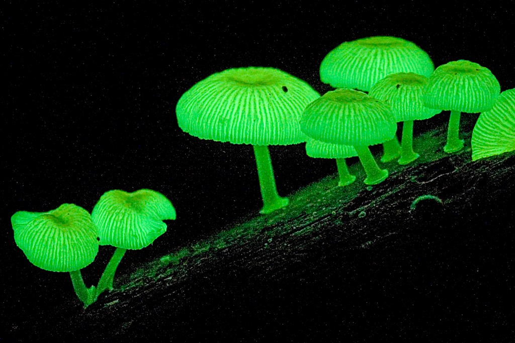 luminous mushrooms