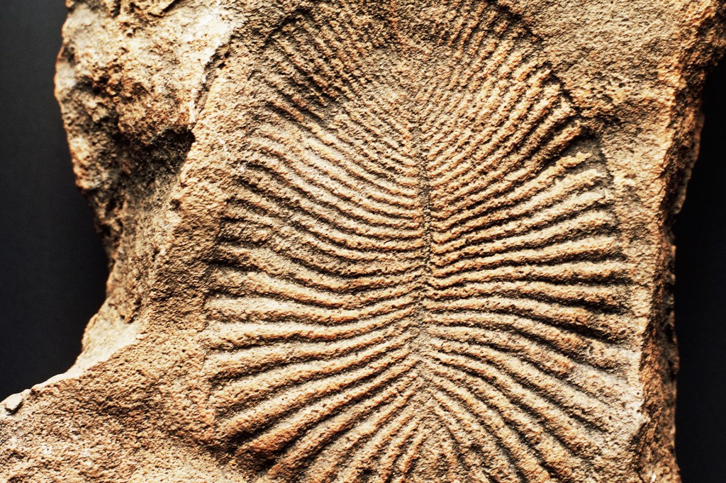 https://www.timeforkids.com/wp-content/uploads/2018/09/Fossil.jpg?w=1024