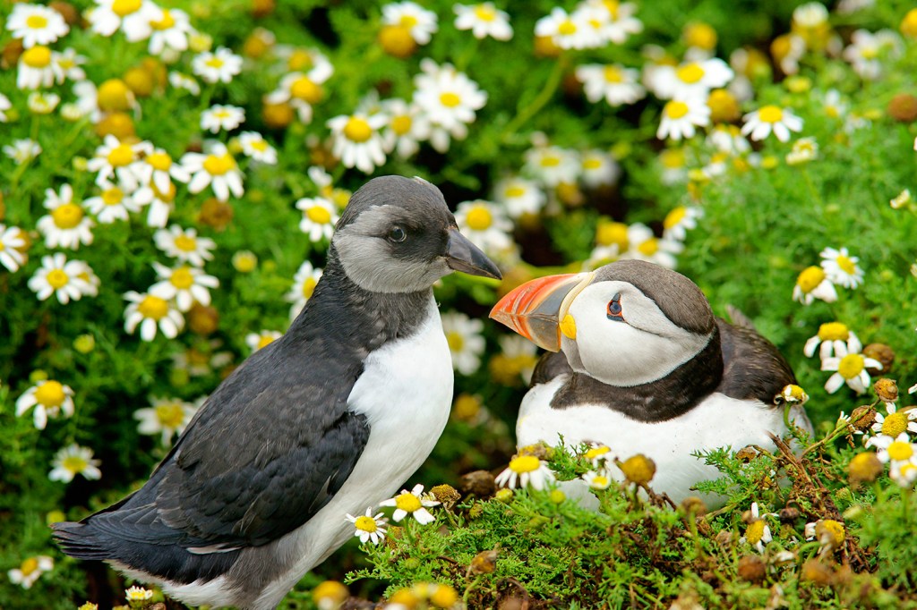 TIME for Kids  Puffins on the Rise