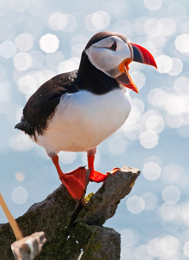 People Are Throwing Baby Puffins Off Of Cliffs In Iceland–But It's