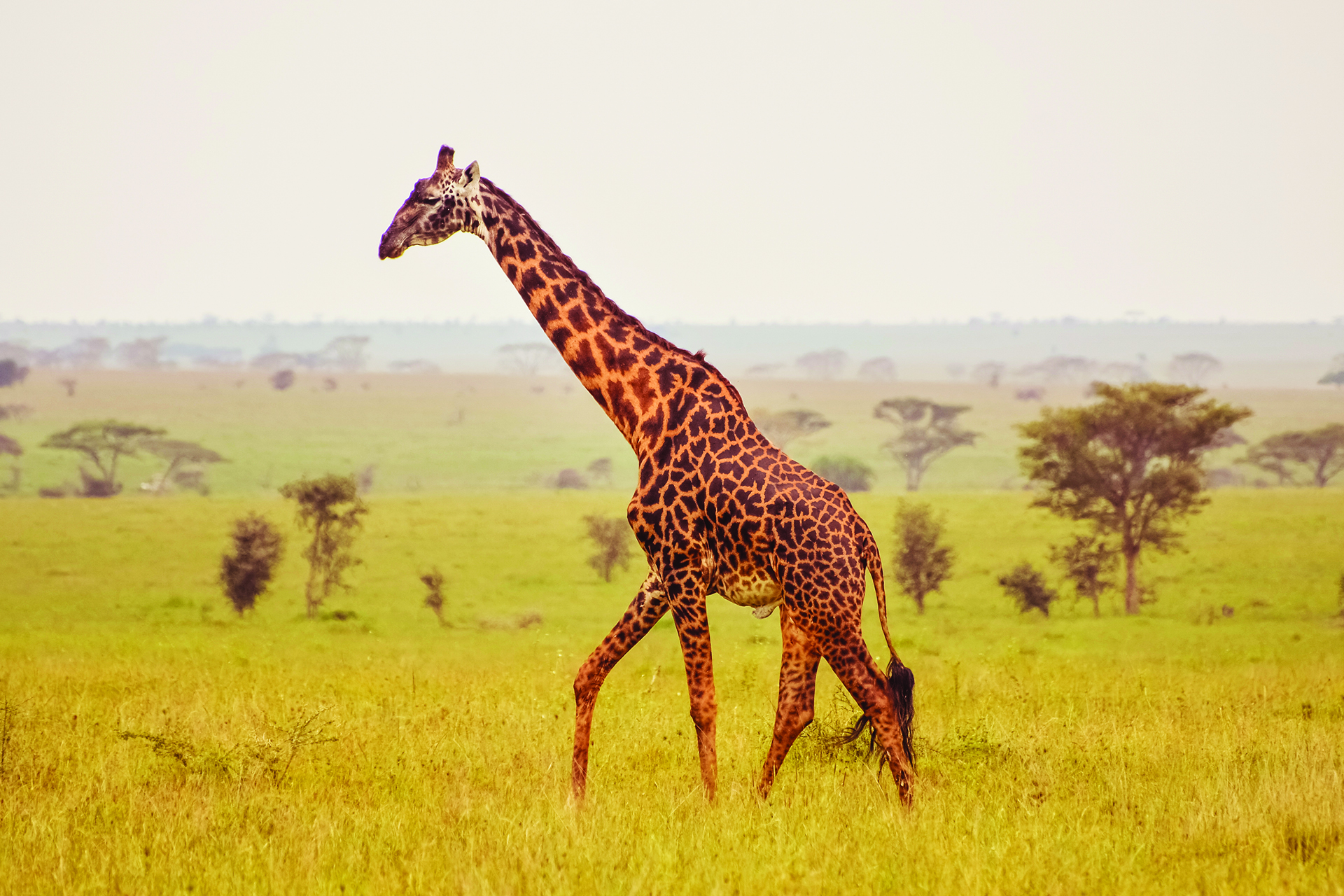 TIME for Kids | Giraffes in Danger?