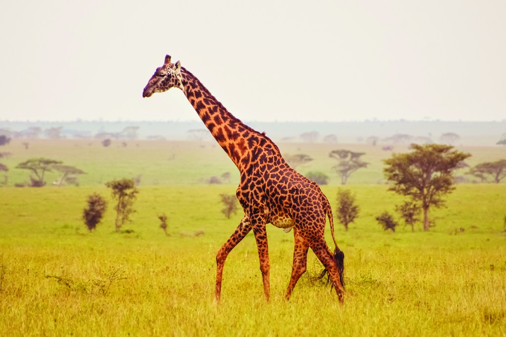 giraffe animal