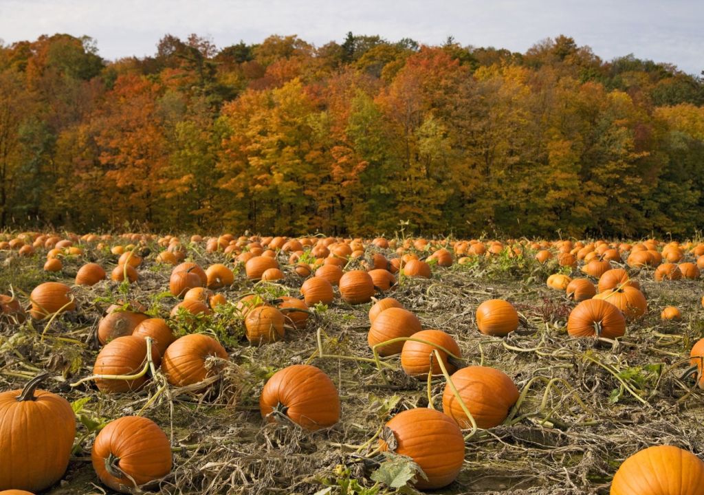 Happy Harvest (2008)
