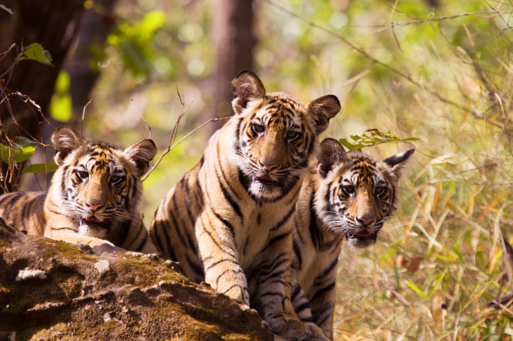 National Zoo Is Hoping For Tiger Babies