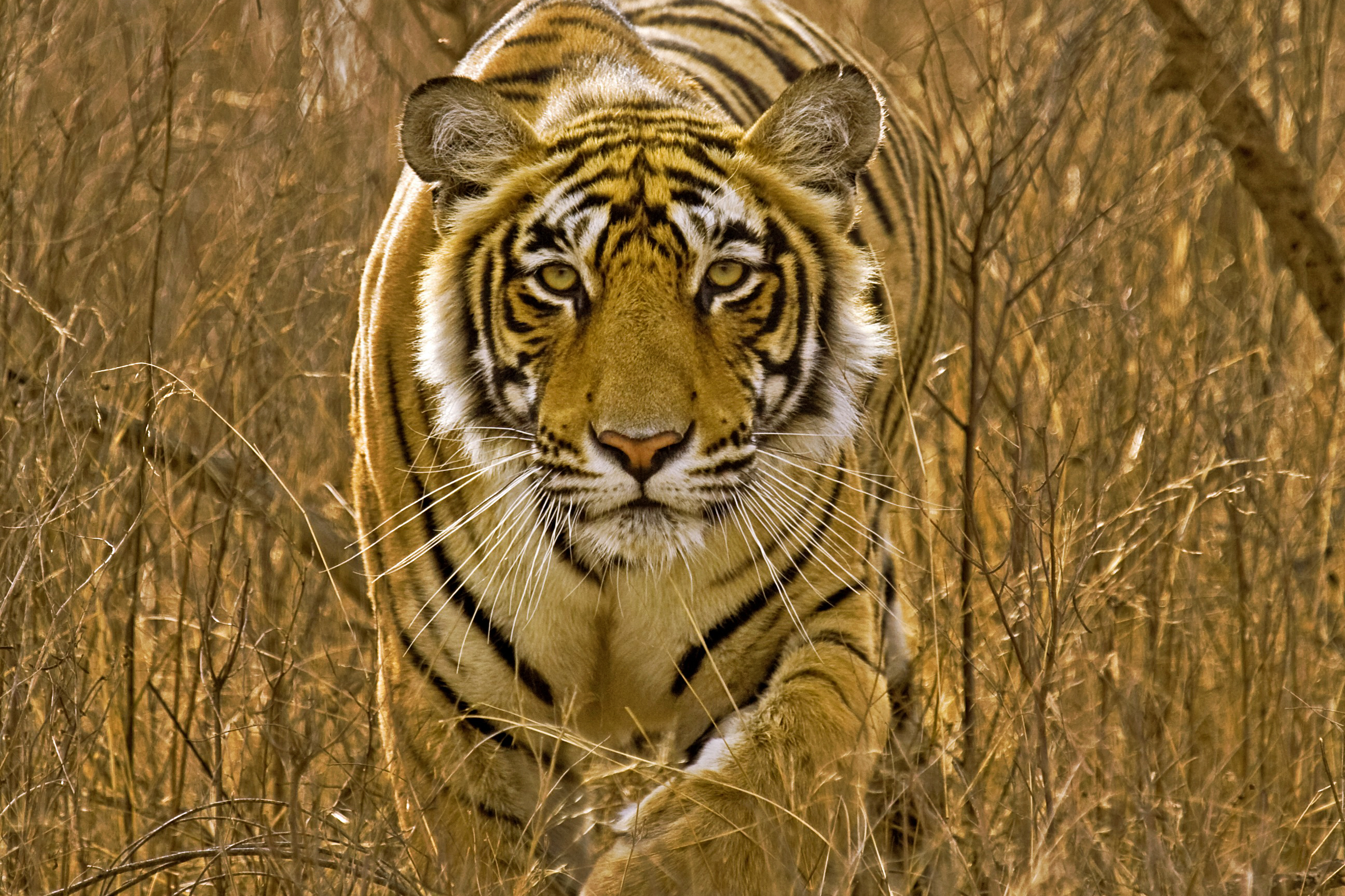 Now, 'Bengal Tiger' heads to Europe