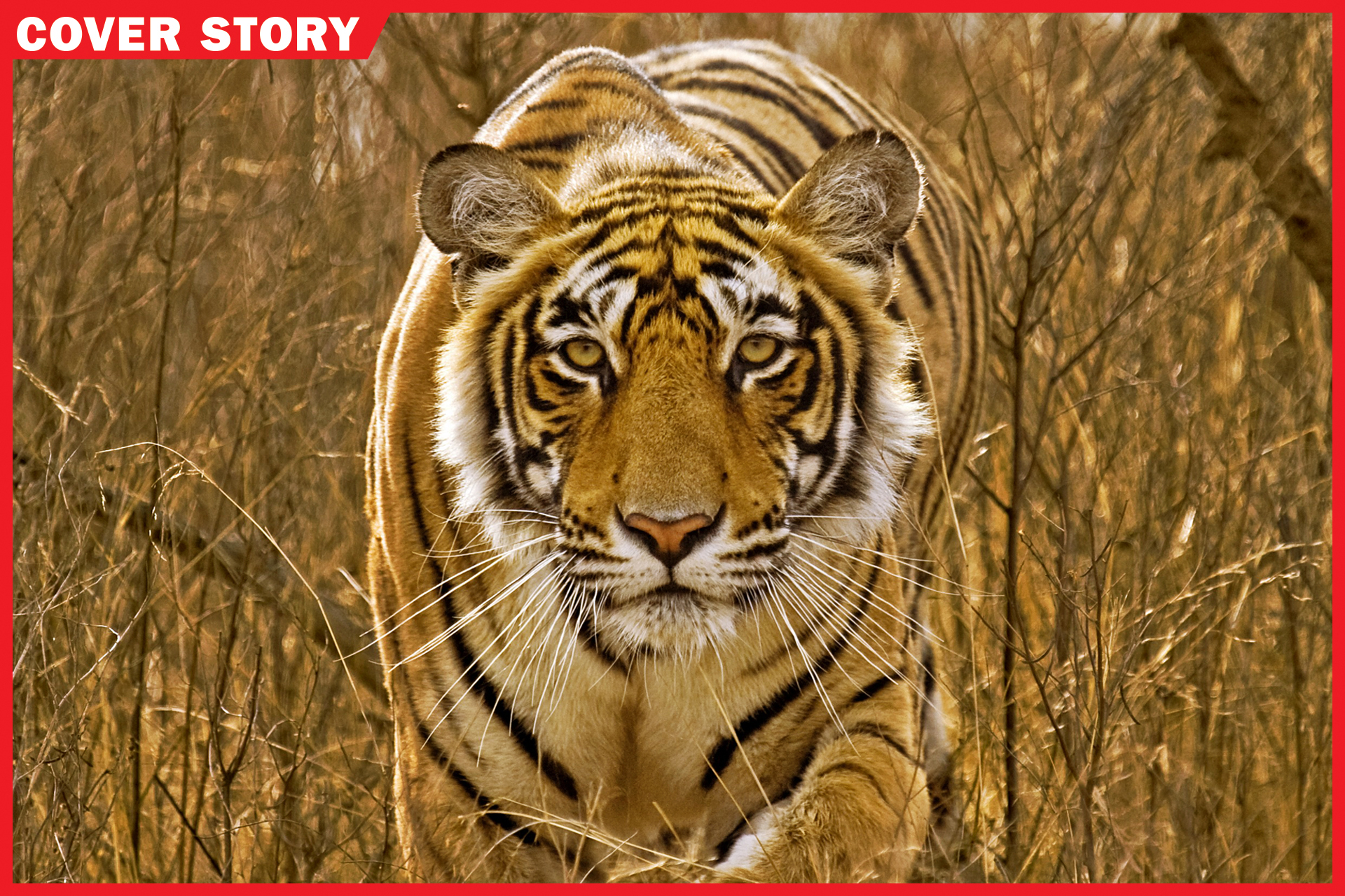 Tiger conservation success in 2023