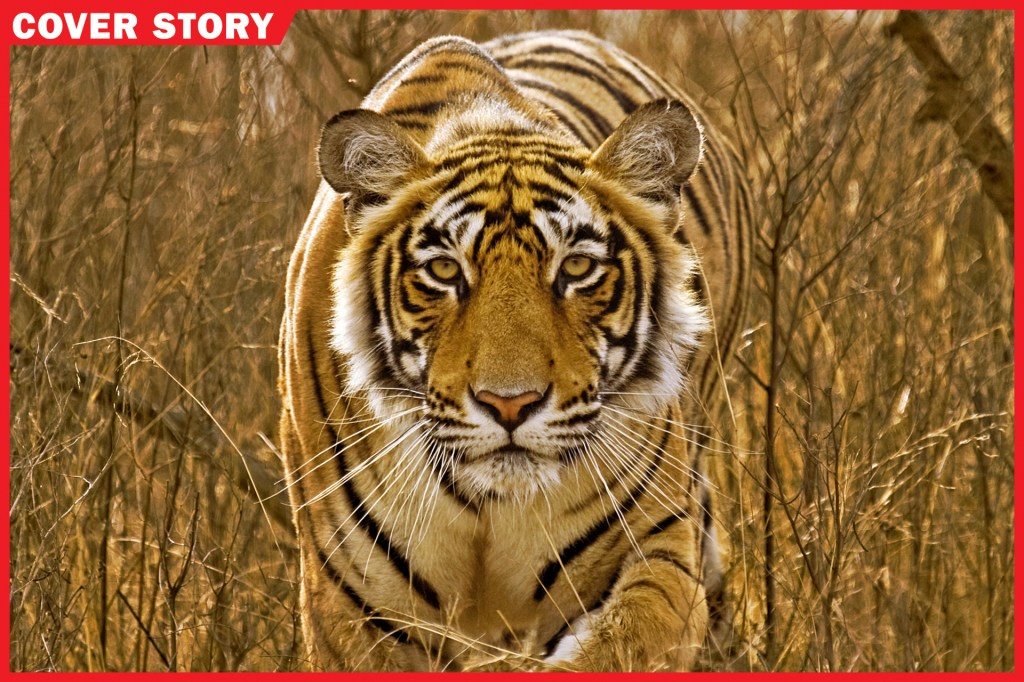 White Tigers: Facts, Threats, & Conservation