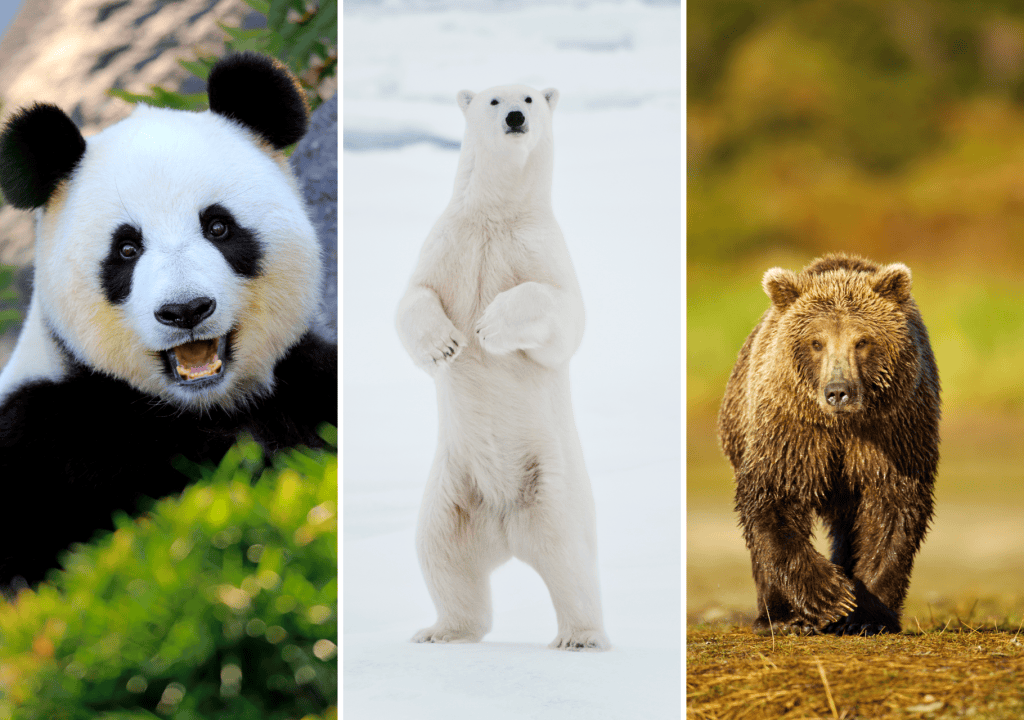 Grizzly Bear Habitat For Kids Grizzly Bear Habitat For Kids