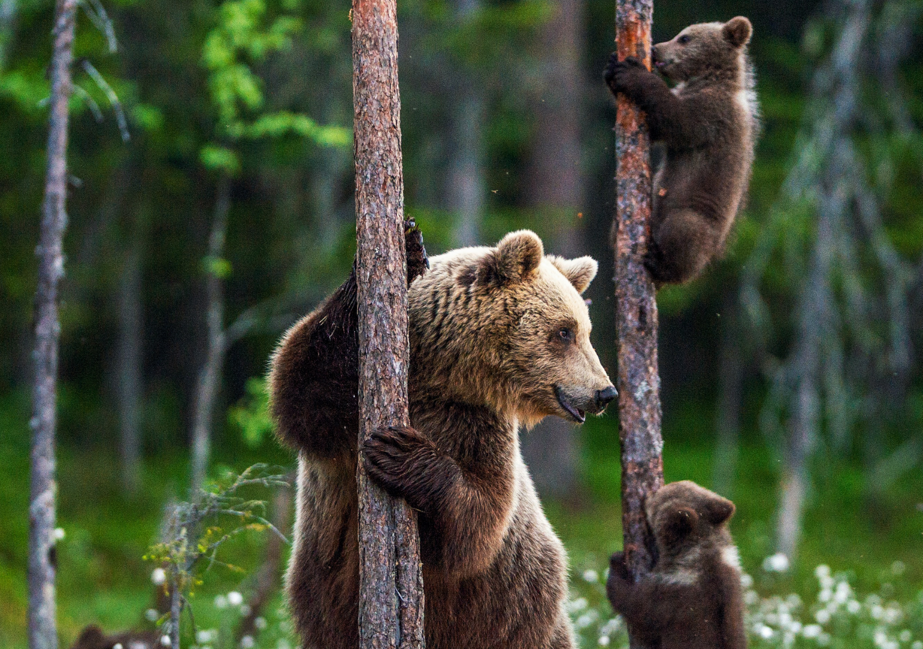 Brown Bears - Lake Clark National Park & Preserve (U.S. National Park  Service)