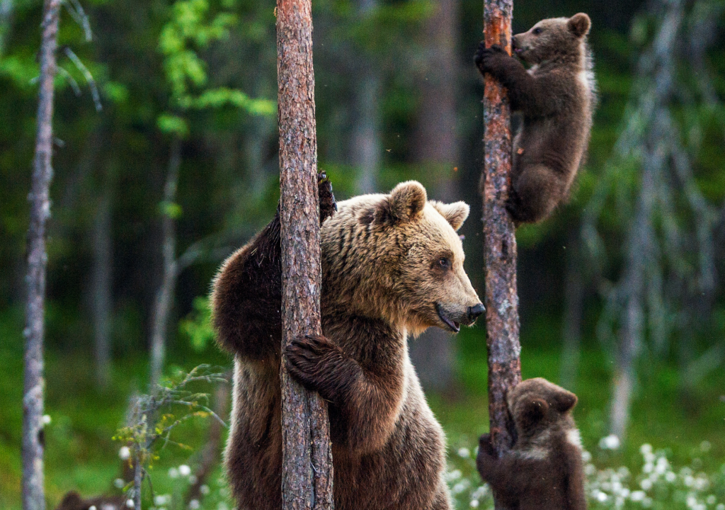 TIME for Kids  Compare the Bears