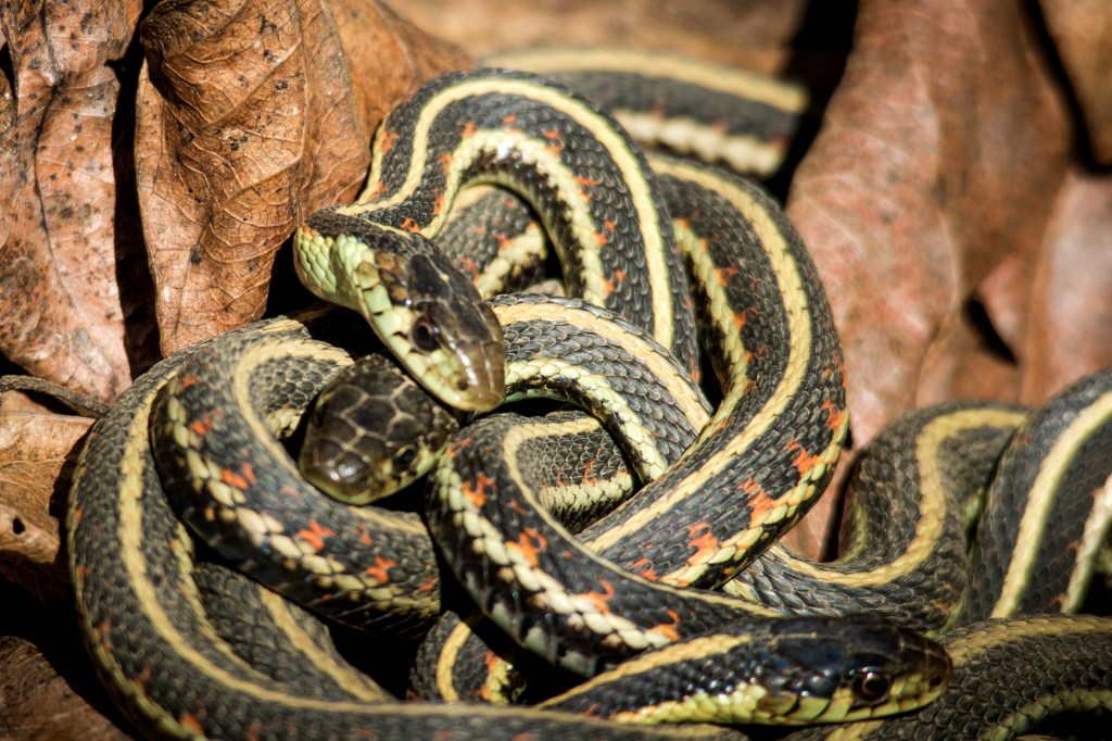 Garter snakes are surprisingly social, forming 'friendships' with
