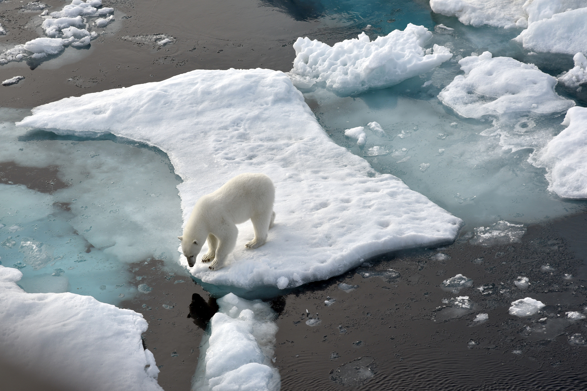 TIME for Kids | Polar Bears in Danger