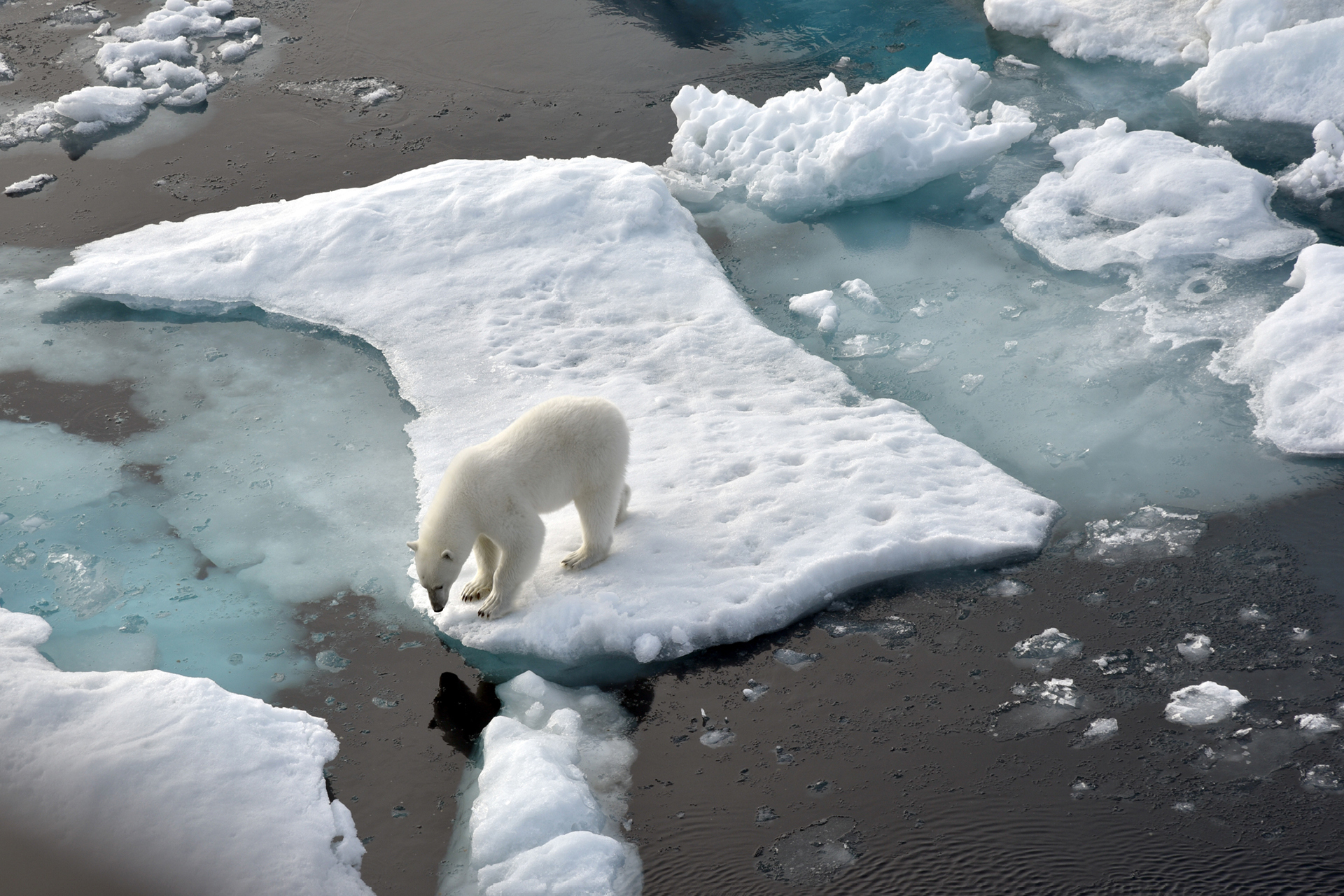 International Polar Bear Day 2023: When Will Polar Bears Go Extinct?