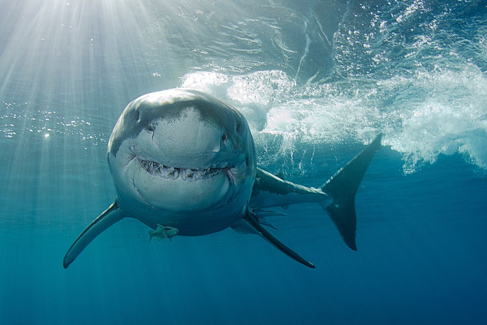 Видео акулы больше. Большая белая акула кархародон. Большая белая акула National Geographic. Заставка акула.