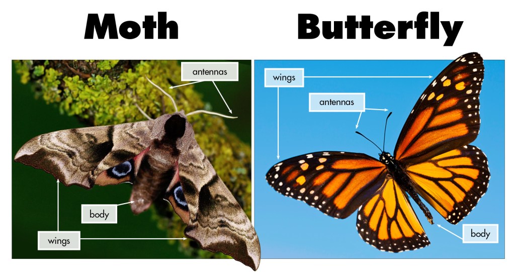 Butterflies vs Moths: What are the differences?