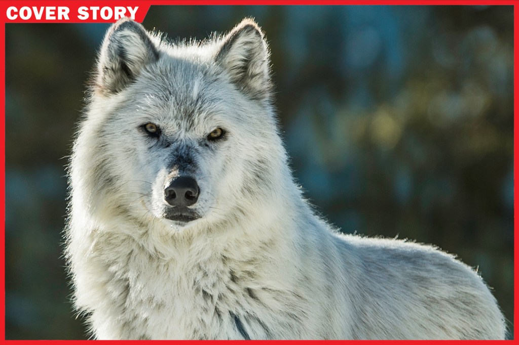 Make way for the Arctic's mighty mammal