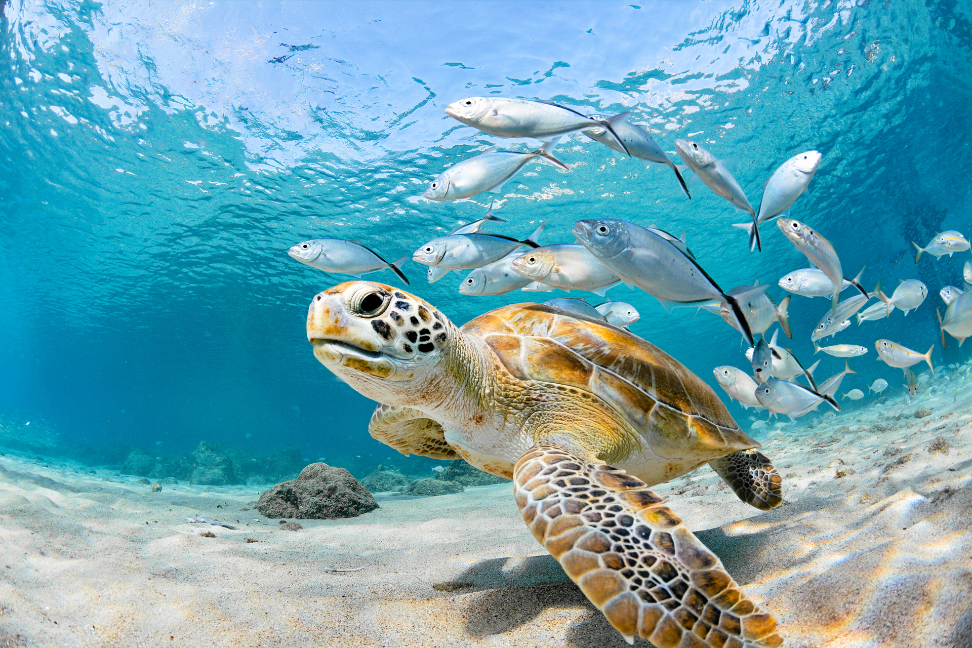 TIME for Kids | Kids Care About: Sea Turtles