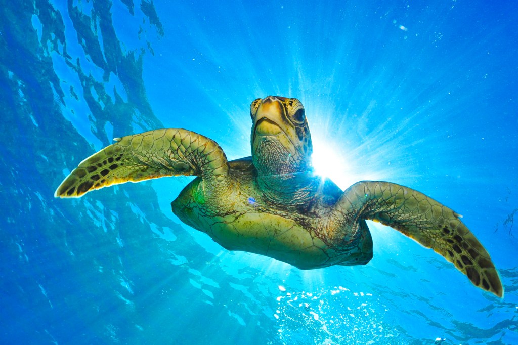 TIME for Kids | Kids Care About: Sea Turtles
