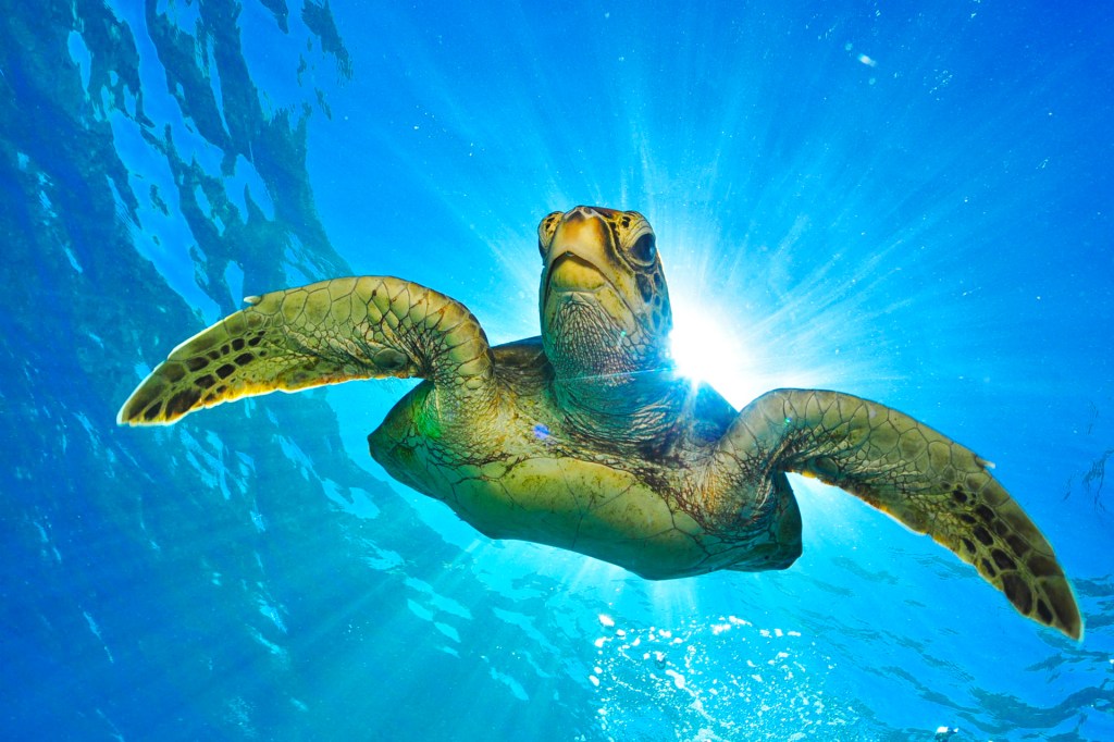 https://www.timeforkids.com/wp-content/uploads/2021/07/turtle2.jpg?w=1024