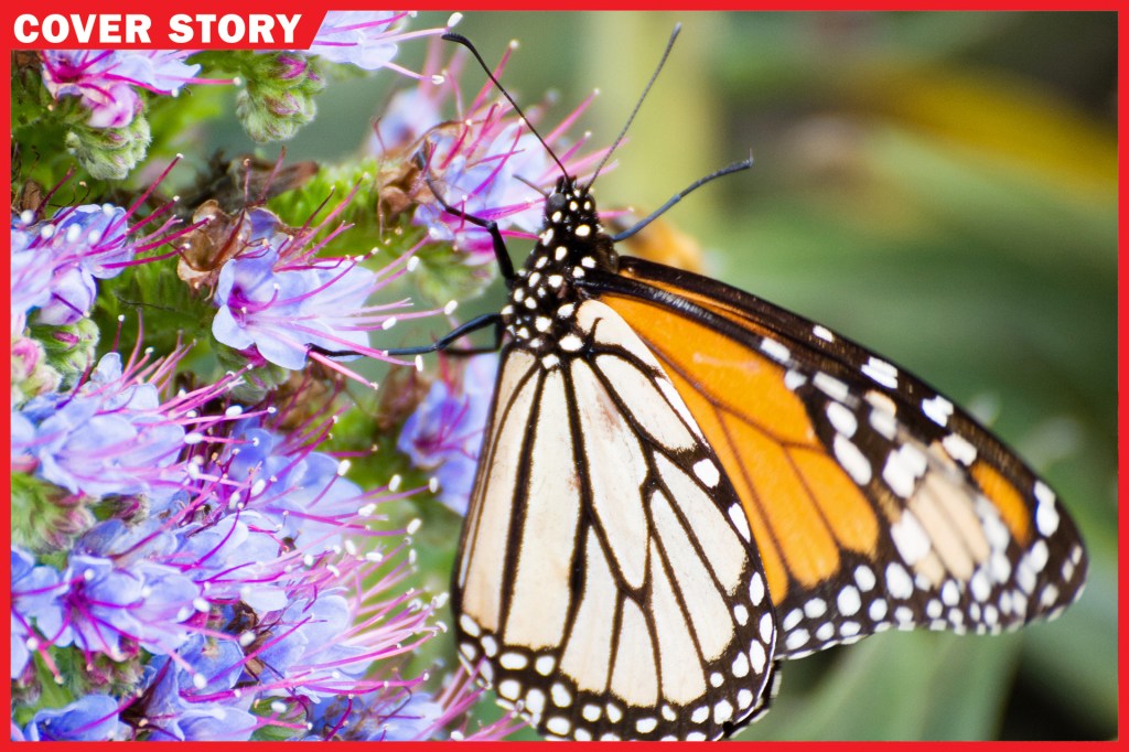 Monarch Butterfly Numbers Rise Dramatically - Texas A&M Today