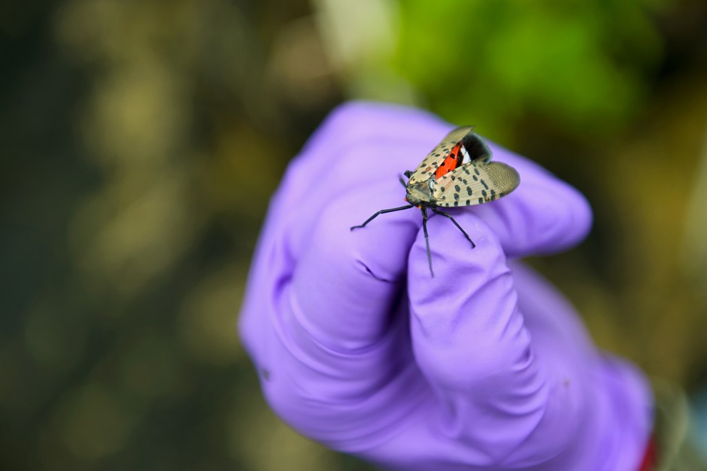 Insects September 2022 - Browse Articles