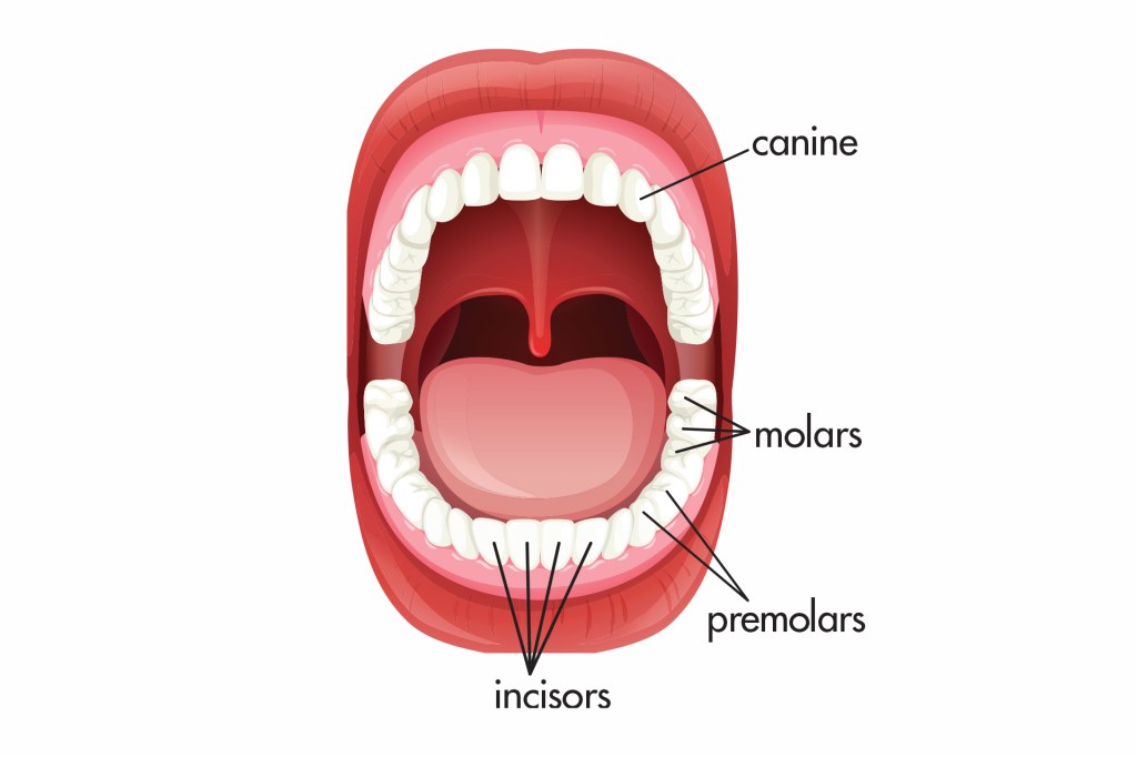 2 Times Human Mouth Kids Study 