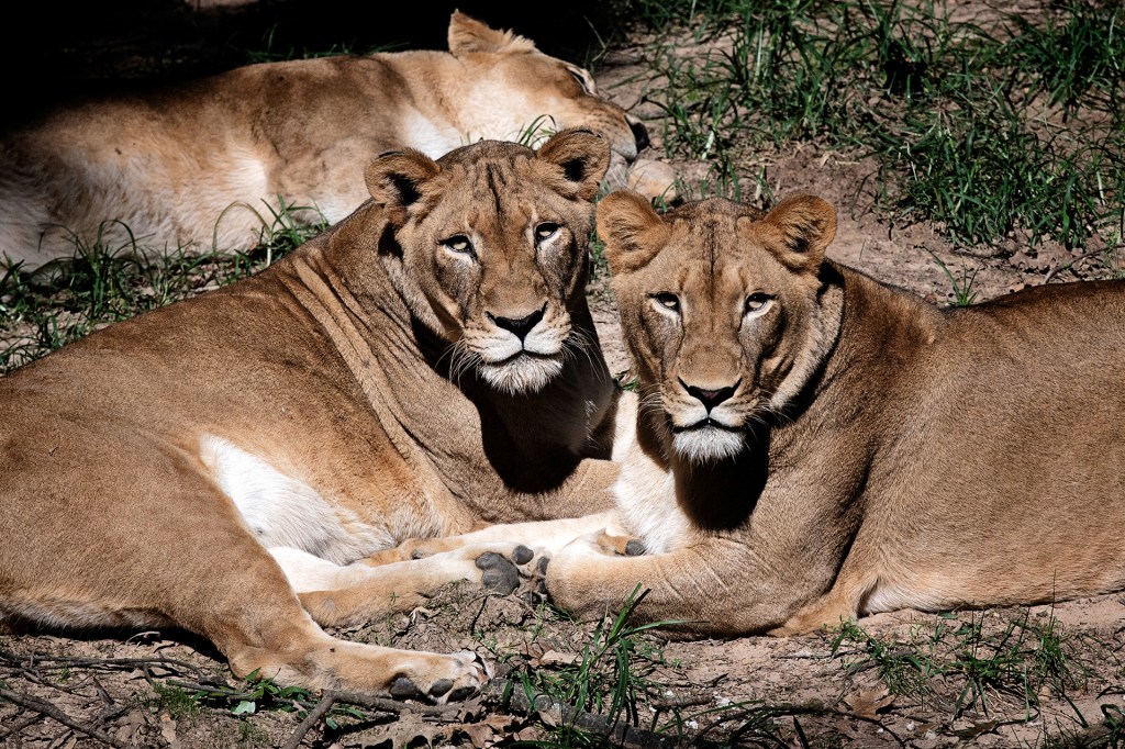 TIME For Kids Should Zoos Still Exist  TIME For Kids Should Zoos Still Exist