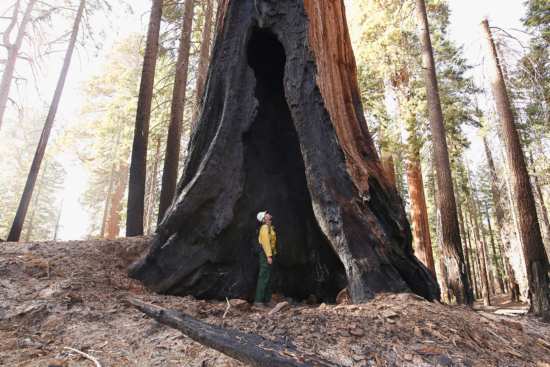 TIME for Kids | Big Tree