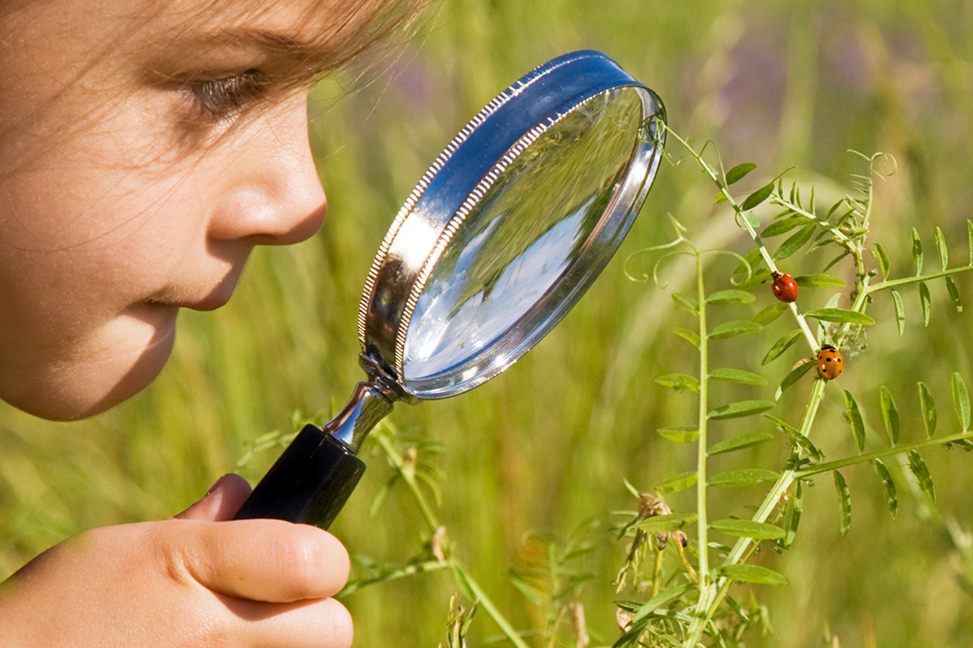 Наблюдать за бабочкой. Изучение природы. Наблюдение лупа. Наблюдение за животными в природе. Дети наблюдают за природой.