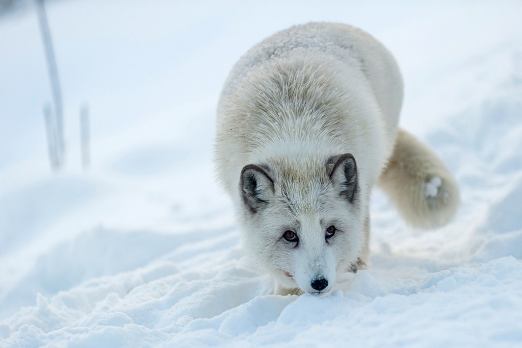 TIME for Kids | Arctic Animals