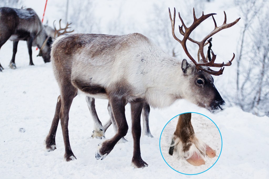 TIME for Kids | Arctic Animals