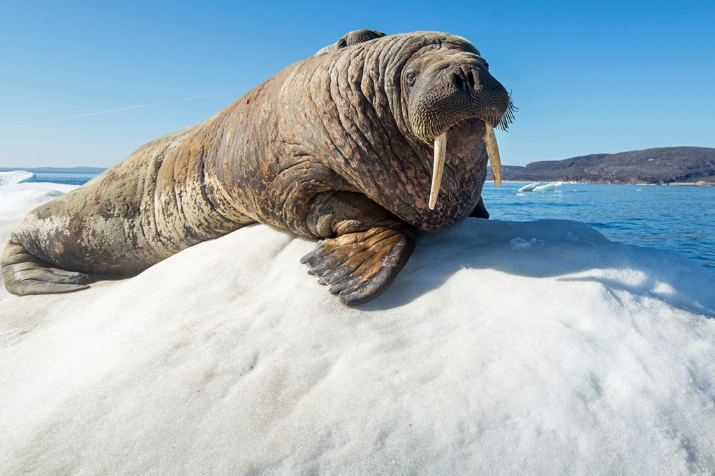 Arctic Animals 