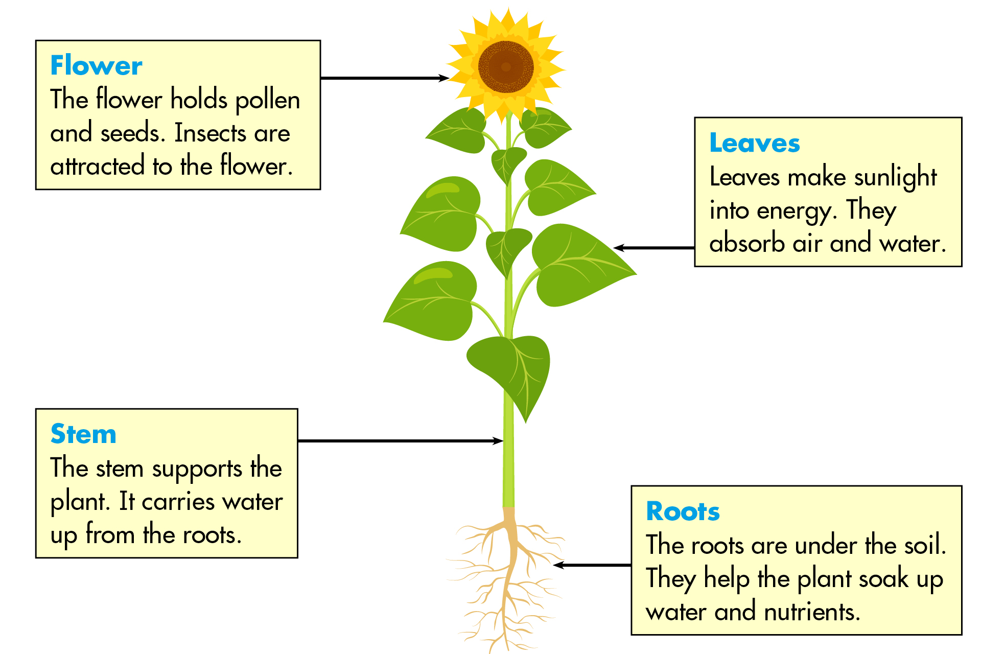 TIME for Kids  Parts of a Plant