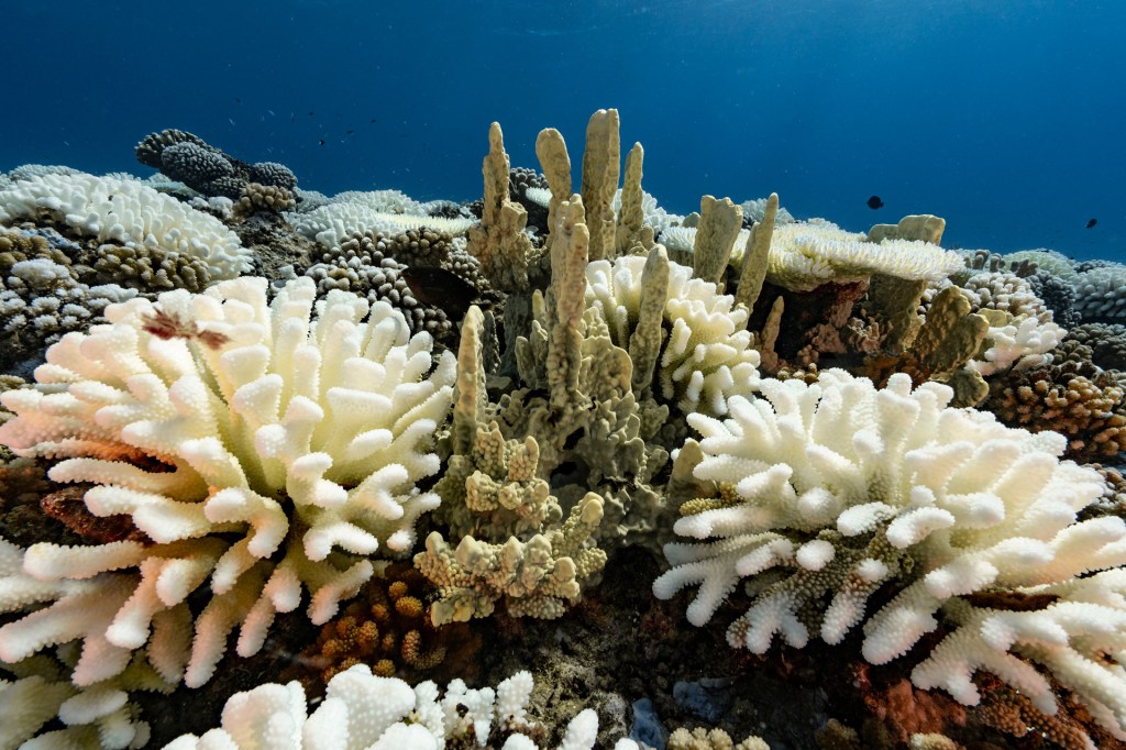 TIME for Kids | Explore a Coral Reef