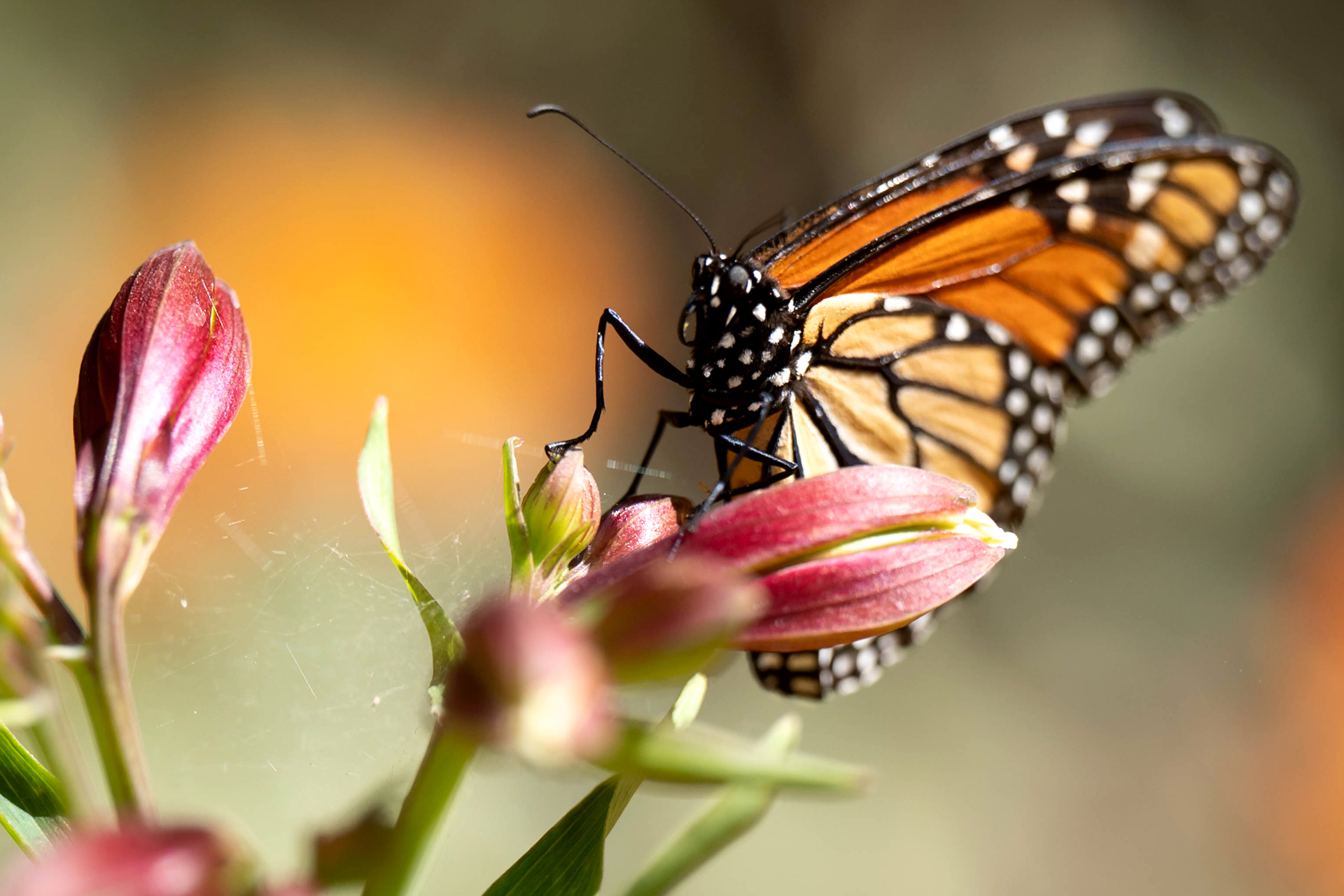 TIME for Kids  Monarch Butterflies Endangered