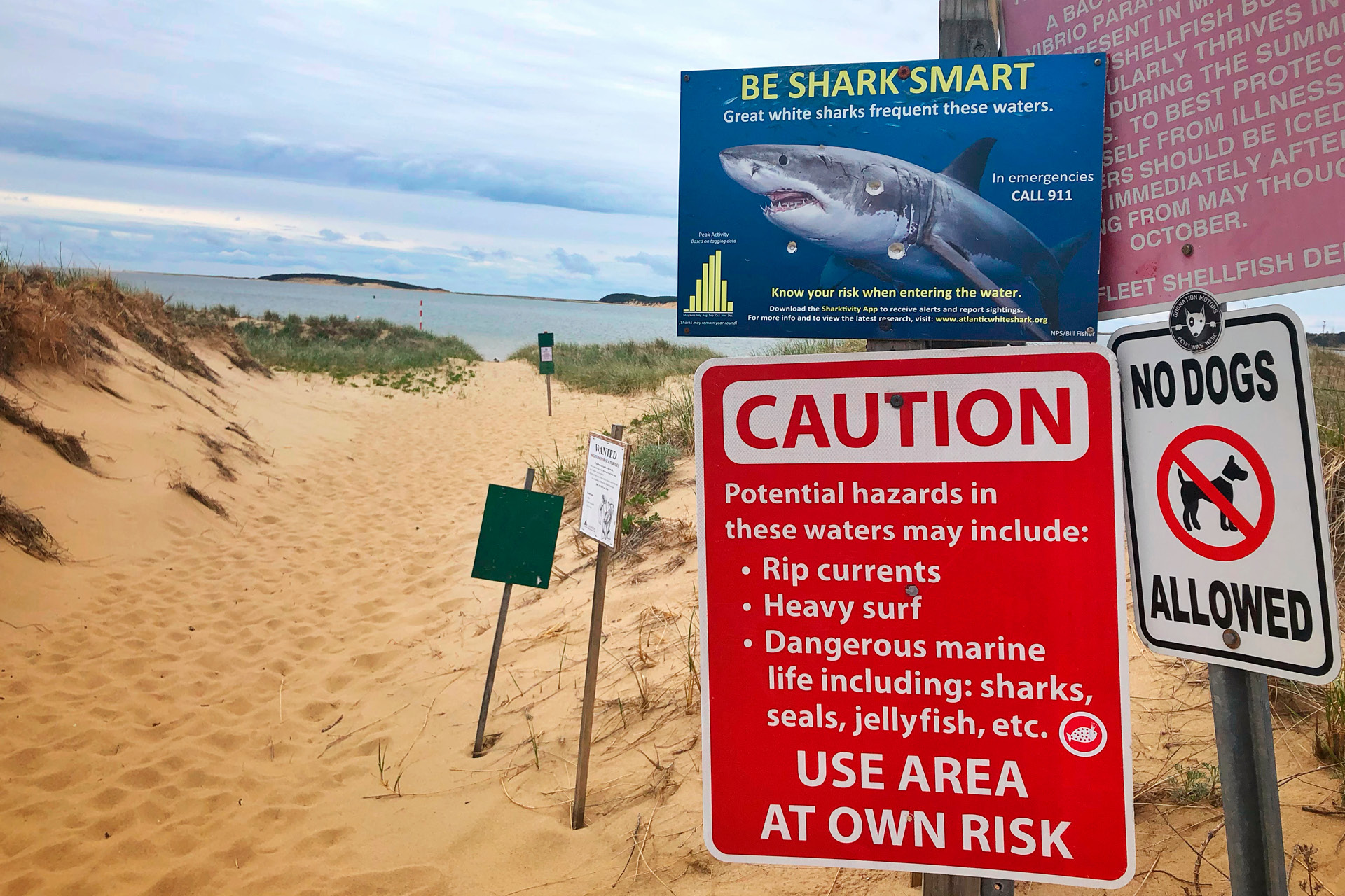 Cape Cod beaches close to swimming after several shark sightings: 'Lots of  activity today