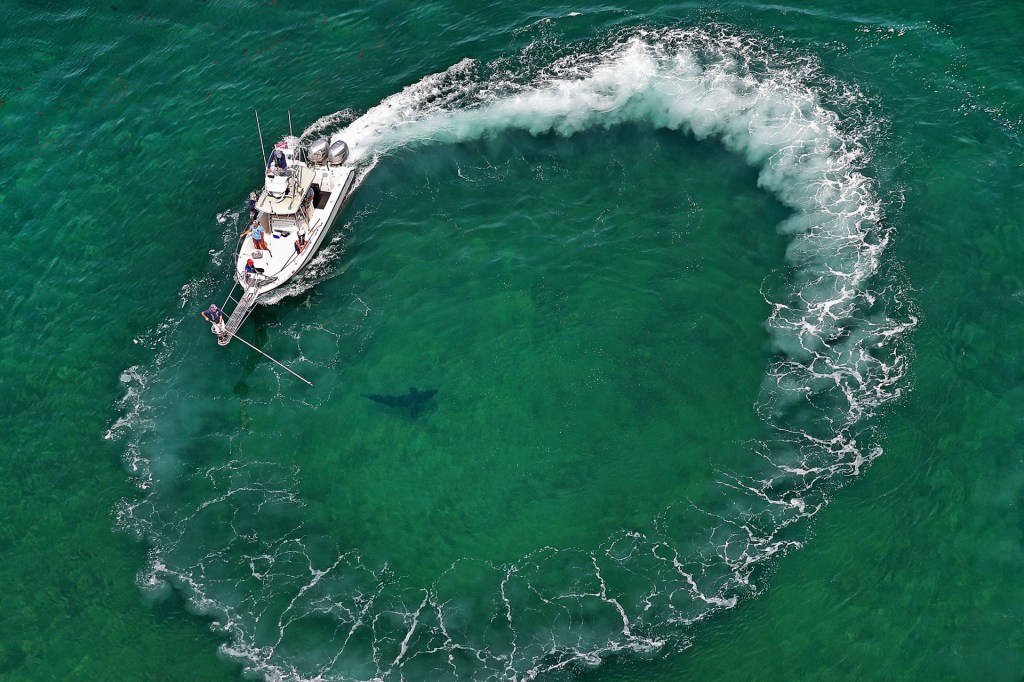 Shark! Hunting the Great White Download (2001 Sports Game)
