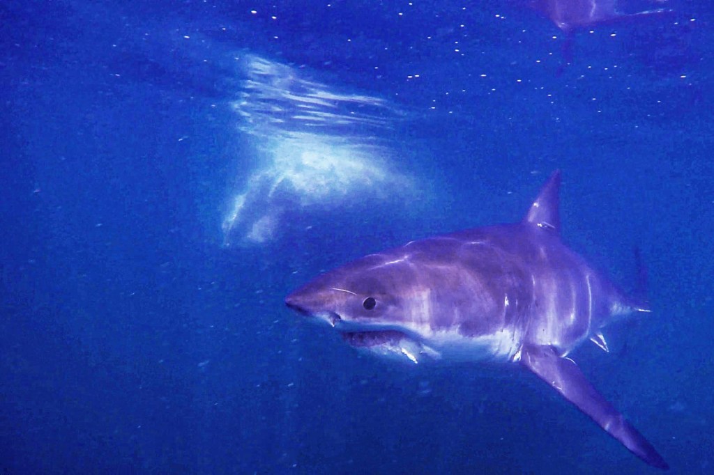 Great White Shark Smiling, The cool thing about great white…