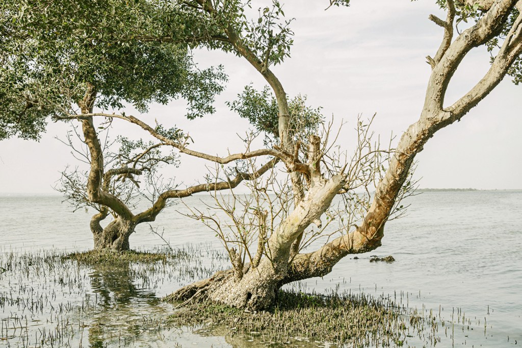 Detail of a mangrove tree with its aerial root system, on a Tiny mangrove islet on the edge of Bundle Island.