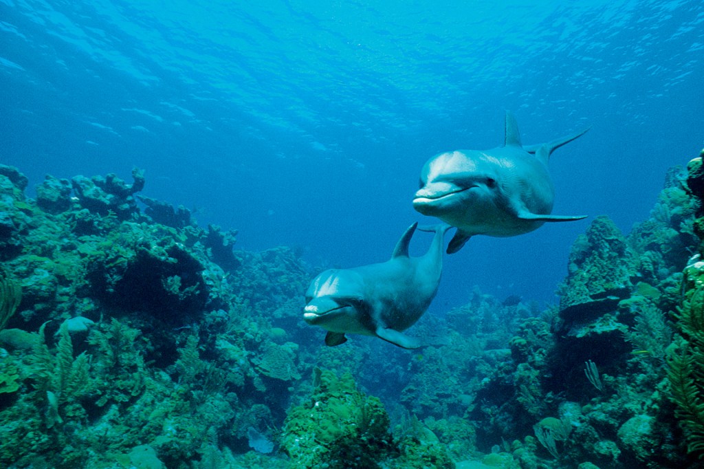 Дельфины уплывают в океан слушать. Дельфин рифы. Дельфины под водой. Морские обитатели Дельфин. Подводный мир с дельфинами.