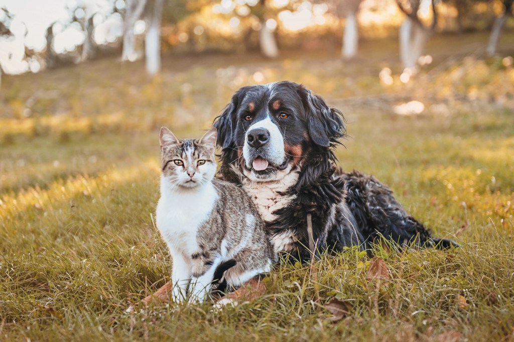 Clear Spring Elementary students help animals in need