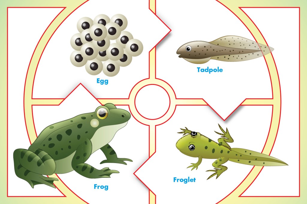 TIME for Kids  Lifecycle of a Frog